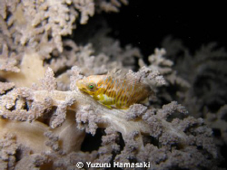 a pretty fish sleeping at night by Yuzuru Hamasaki 